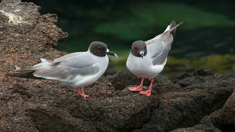 Bahía de Darwin | Lava gulls | Galapagos Islands Bahía de Darwin | Lava gulls | Galapagos Islands