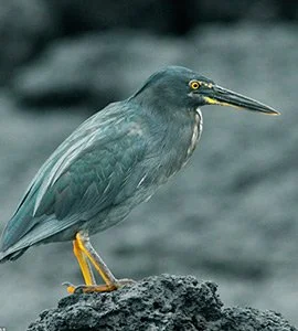 Lava Heron
