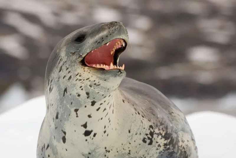 Leopard Seal