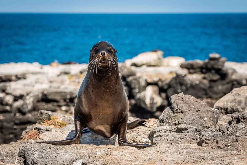 Lobos Island | Galapagos Islands Lobos Island | Galapagos Islands
