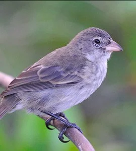 Mangrove finch