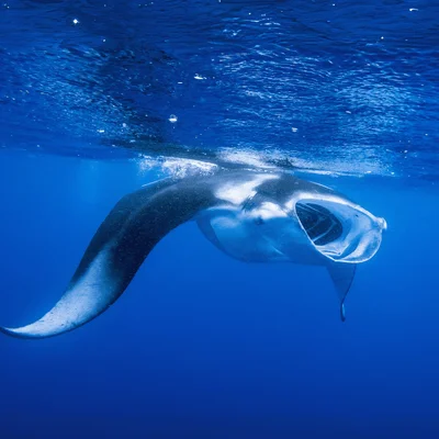 How Are Citizen Scientists Protecting the Mobula Rays of Galapagos?