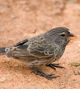 Medium ground finch
