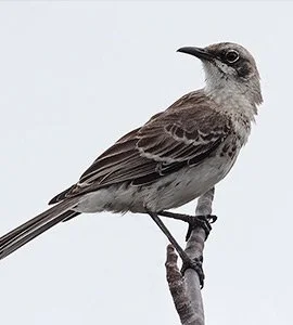 Galapagos Mockingbirds