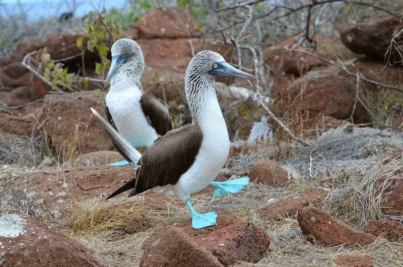 Galapagos 5 days cruise on board the Ocean Spray North and Central islands Galapagos 5 days cruise on board the Ocean Spray North and Central islands