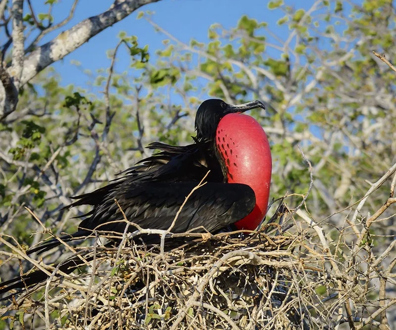 Frigate | North Seymour Island