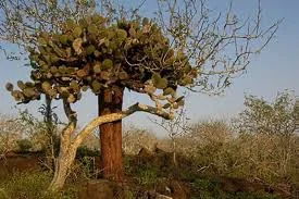 Opuntia cacti | North Seymour Island