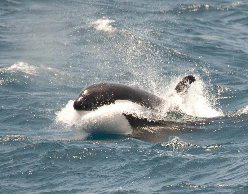 Antarctica - Elephant Island - Weddell Sea - Polar Circle