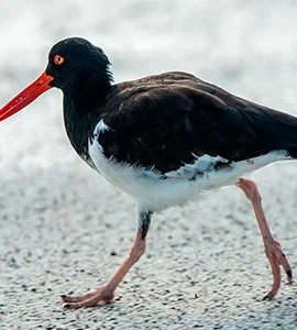 Oystercatchers