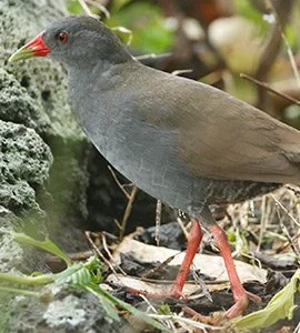 Paint billed crakes