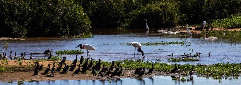 Explore Brazil's Wild Places: Pantanal to Iguazu Falls