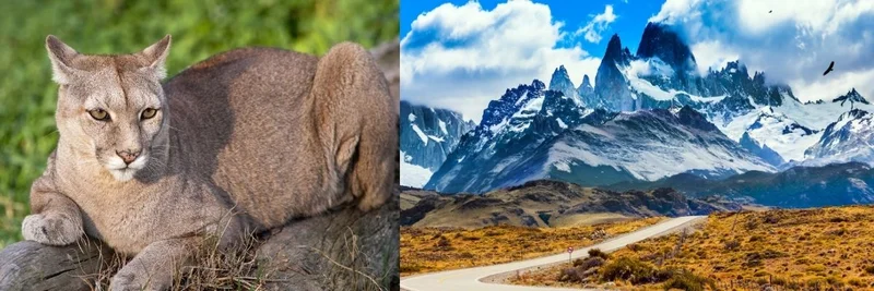 Parque Patagonia: Puma Tracking Among the Canyons of Santa Cruz
