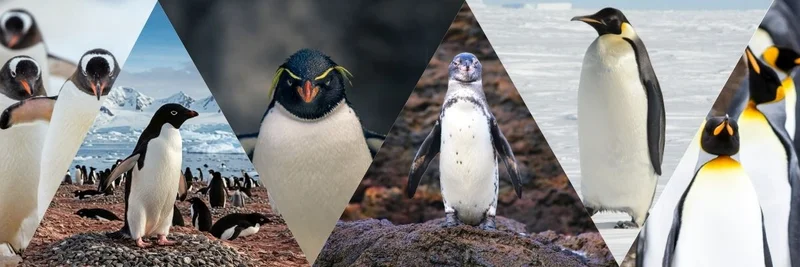 Penguins