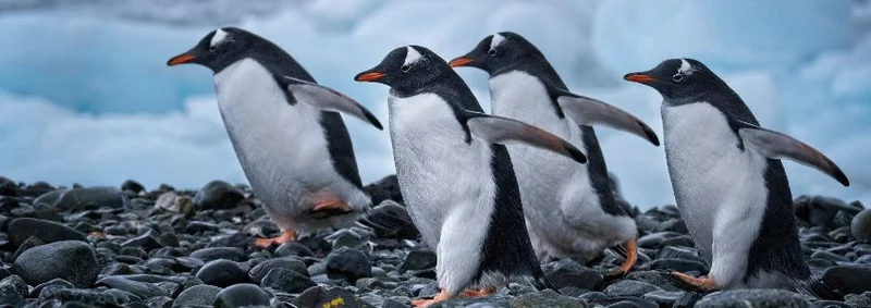 Explore Antarctica: The Ultimate Adventure Awaits