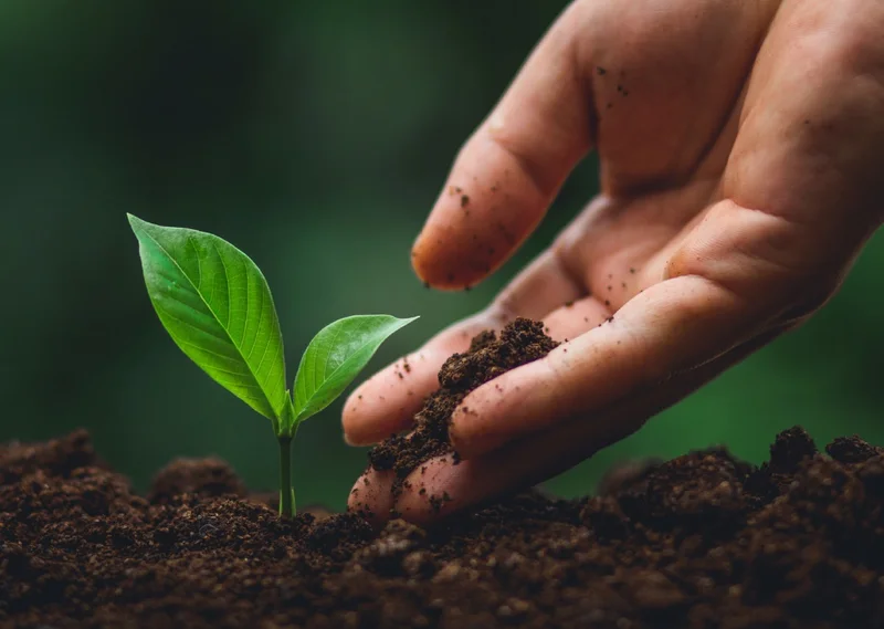 Planting A Tree