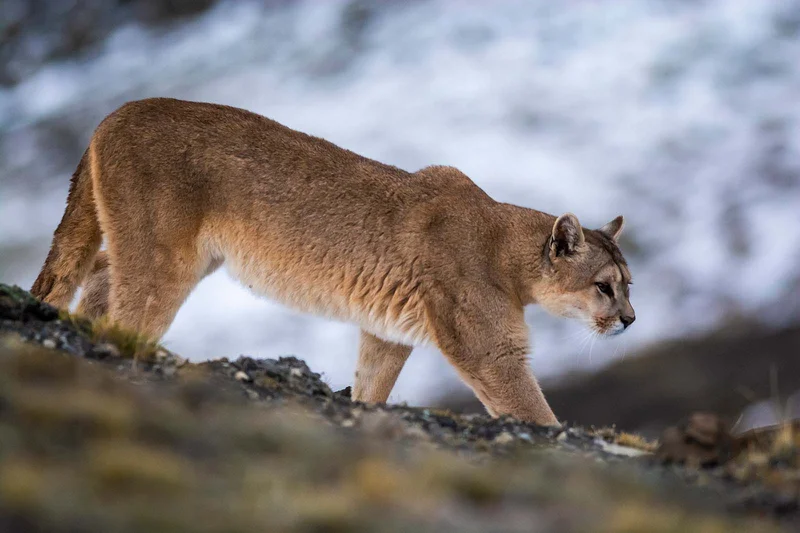 Massive Mountain Lion Casually Strolls Past Hiker In Heart-Pounding Interaction