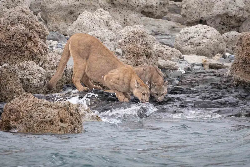 This Patagonia Puma Tracking Trip Is a Safari Unlike Any Other