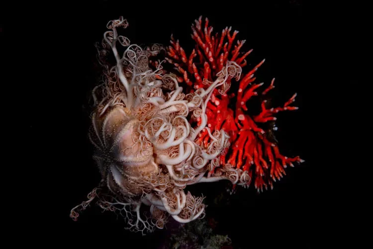 Stunning photos show ‘forests’ of rare red corals growing in Chile's Patagonia Sea
