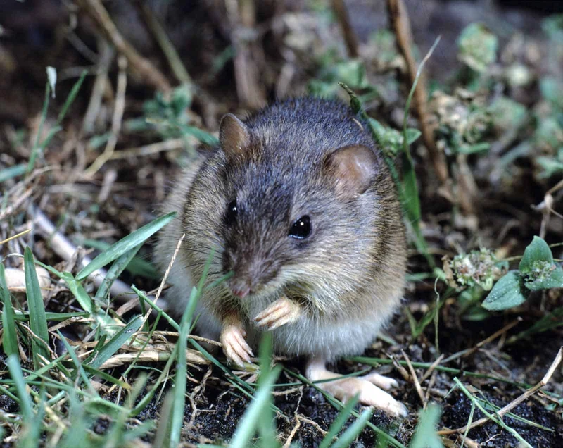 Galapagos Rice Rat