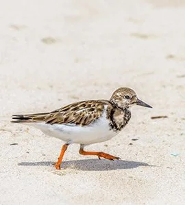 Ruddy turnstones