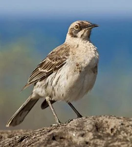 San Cristobal mockingbird