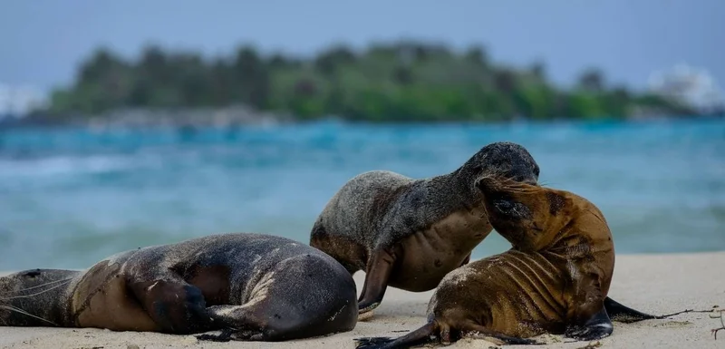 Playa de Ochoa | Galapagos Islands Playa de Ochoa | Galapagos Islands