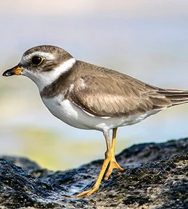 Semi-palmated plover