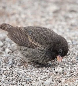 Sharp-beaked finch