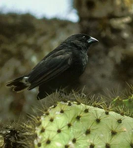 Small cactus finch