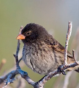 Small ground finch