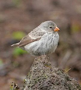 Small tree finch
