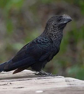Smooth-Billed Anis