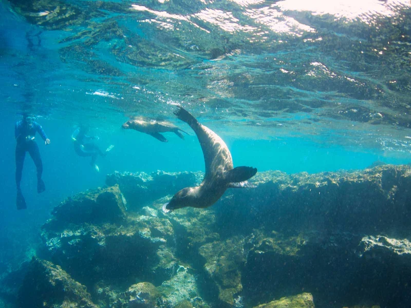 Snorkeling with Sea Lions | Galapagos Islands