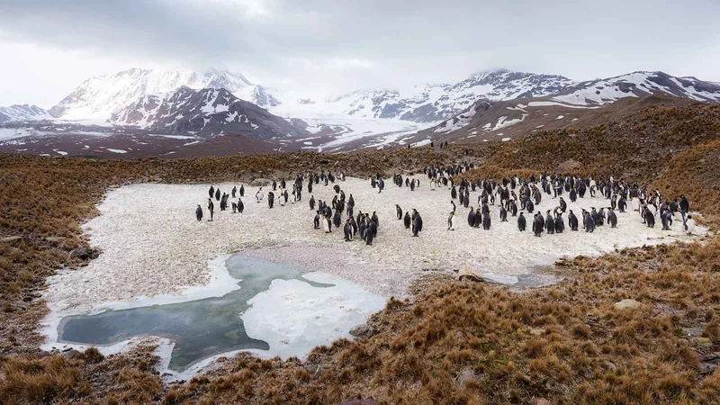Antarctica - Whale watching discovery and learning voyage - Aurora Australis / Southern Lights