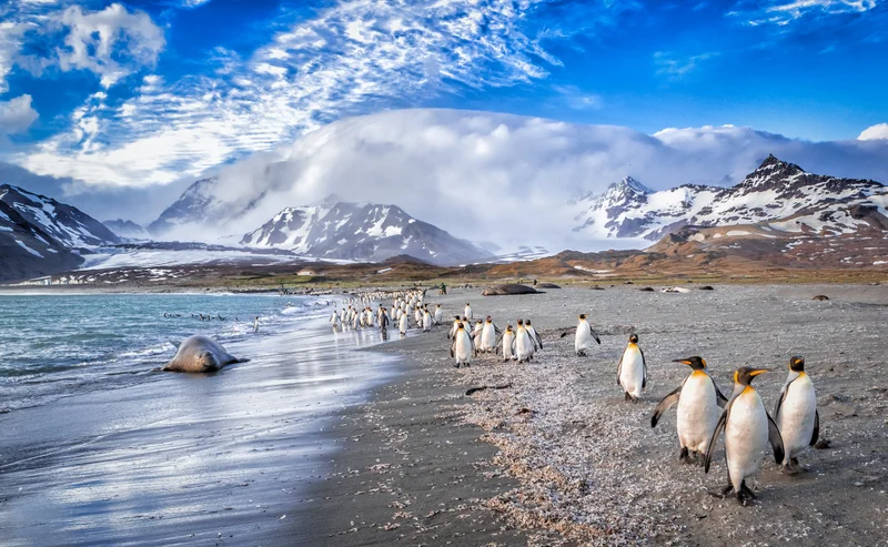 Falkland Islands - South Georgia - Antarctic Peninsula - Photography special