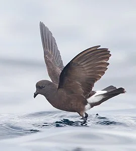 Storm Petrels