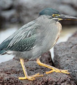 Striated heron