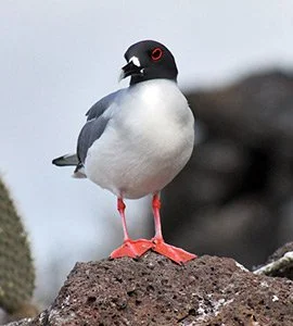 Swallow Tailed-Gull