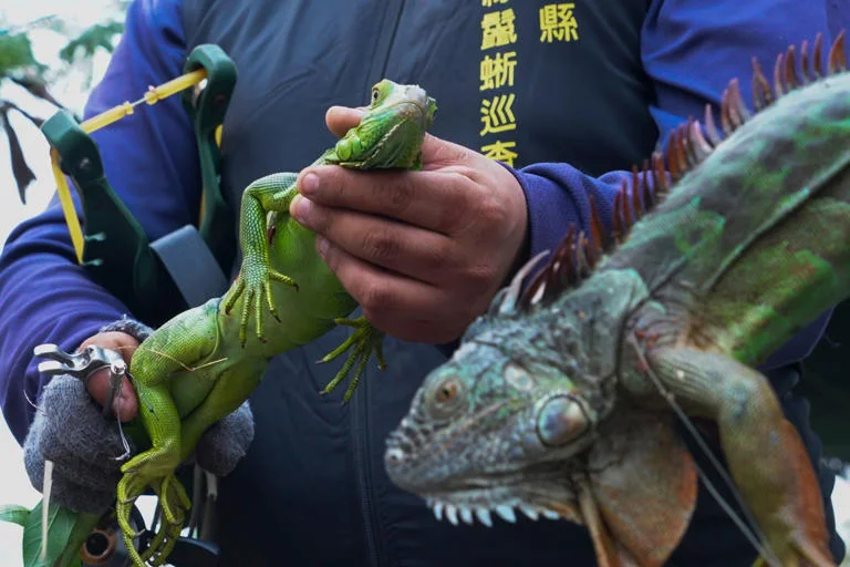 Iguanas likely crossed Pacific millions of years ago on a record-setting rafting trip