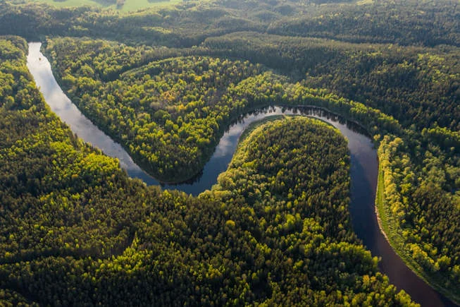 Exploring the Amazon Rainforest: A Guide to Its Most Iconic Plants