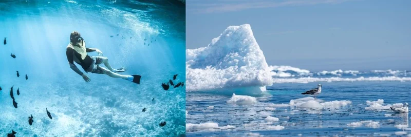 Experience Polar Scuba Diving in Antarctica