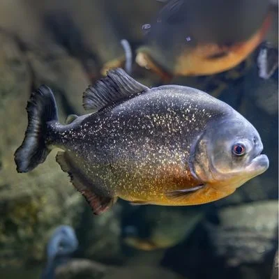 Piranha Fish