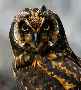 The Short-eared owl