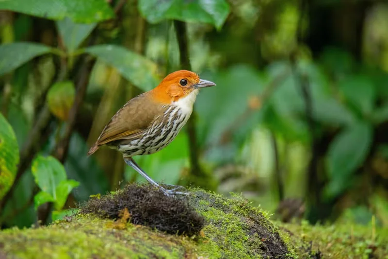 More profitable than farming’: how Ecuador’s birding boom is benefiting wildlife