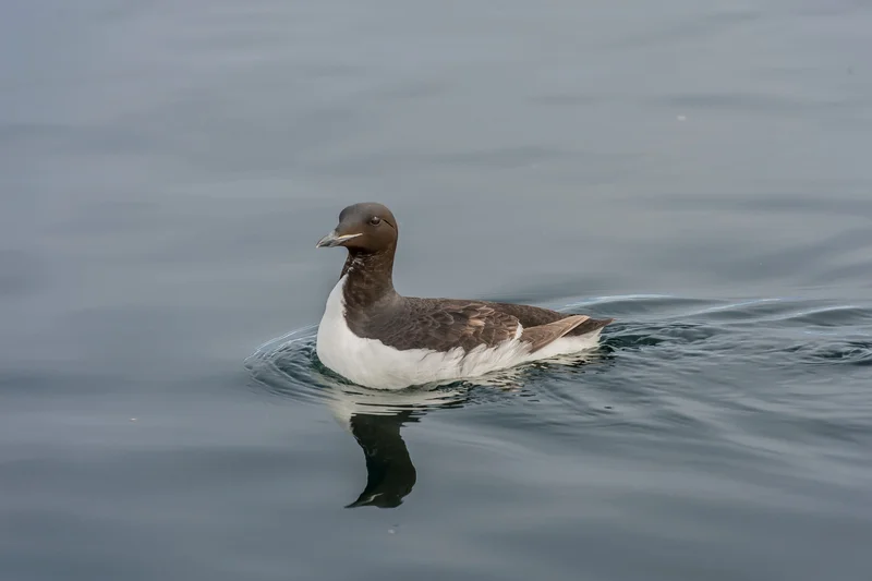 Thick-billed Murre