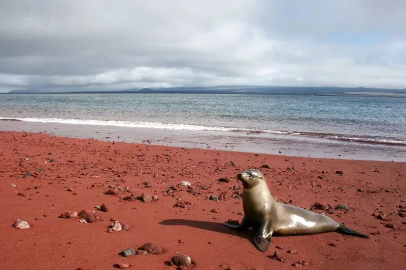 Incredible red beach in secluded paradise where flamingos and sea lions live