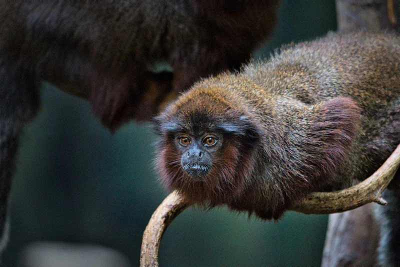 Titi Monkey | Peter Wooldridge Titi Monkey | Peter Wooldridge
