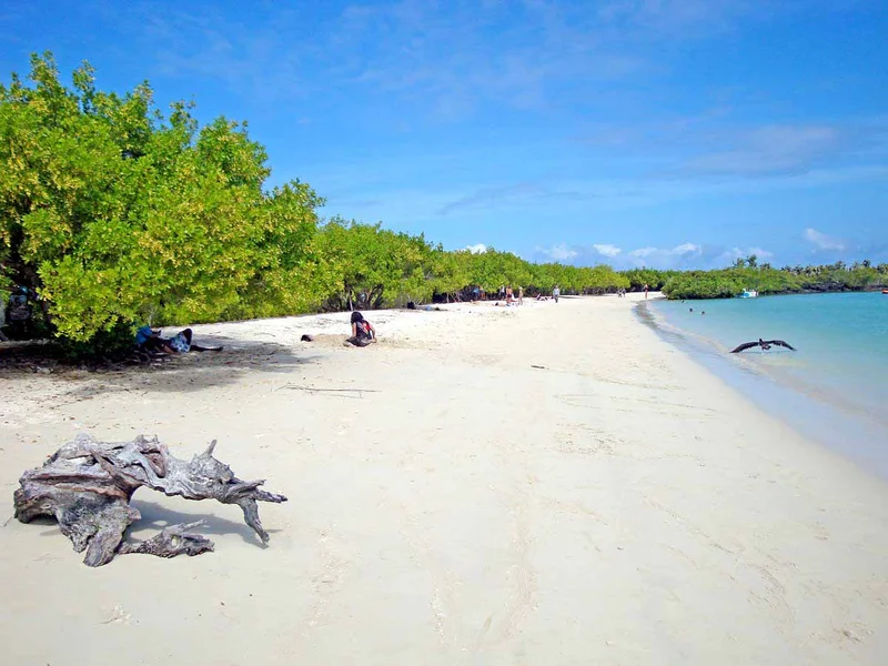 Tortuga Bay, Galapagos: A Comprehensive Guide for Your Visit (Climate, Location, Safety, Map, and More)