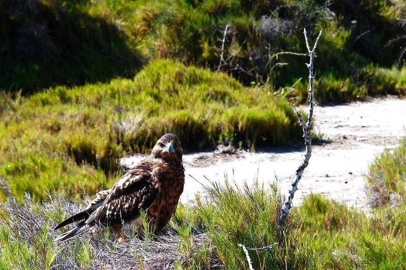 Bartholomew, West & Southern Galpagos Islands