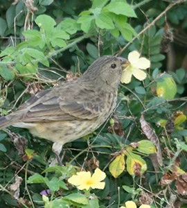 Vegetarian finch